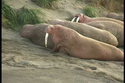 One walrus crawls on beach Stock Footage 11100243