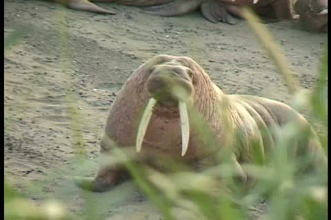 One walrus moves 2 Stock Footage 11100232