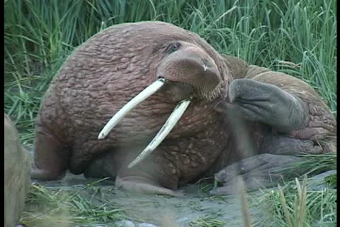 One walrus scratches Stock Footage 11100409