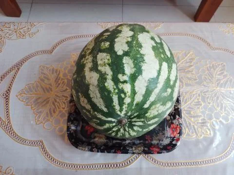 One Watermelon in a Plate on table Stock Photos