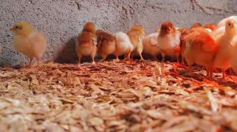 One Week Old Chicks Vidéo 22897560