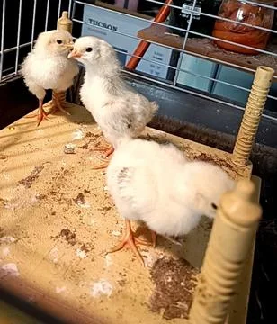 One-week-old chicks in their cage Stock Photos