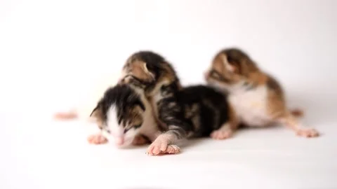 One week old kittens on white background Stock Footage 135774554