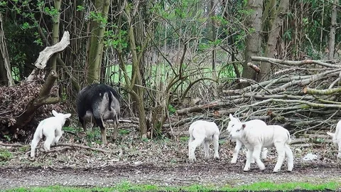 One week old lambs playing outside Video stock 105561553