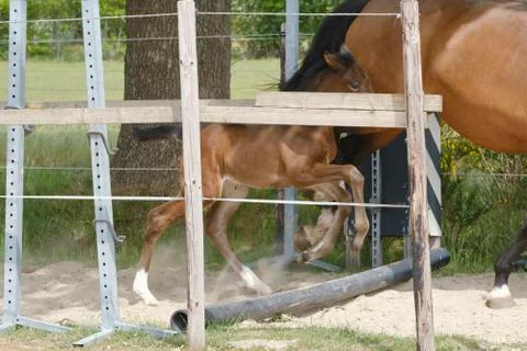 One week old mare foal is playing, she jumps over an obstacle, behind a fence Stock Photos