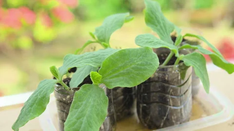 ONE WEEK OLD PUMPKIN PLANT CLOSE ANGLE 4K C1691 Stock Footage 335335814