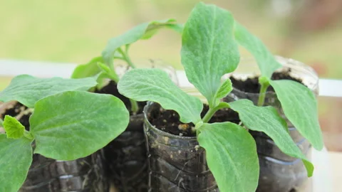 ONE WEEK OLD PUMPKIN PLANT PAN LEFT CLOSE 4K C1693 Stock Footage 335336006