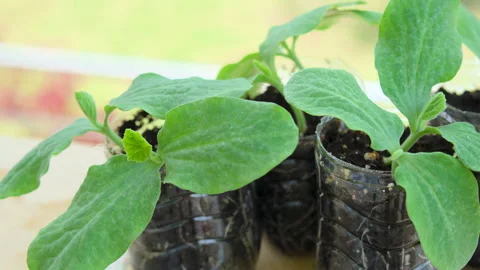ONE WEEK OLD PUMPKIN PLANT PAN RIGHT CLOSE 4K C1694 Stock Footage 335336342