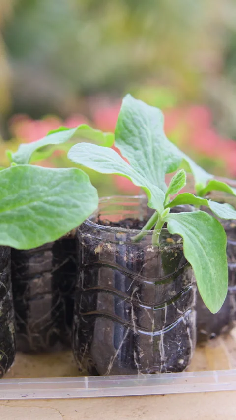 ONE WEEK OLD PUMPKIN PLANT PAN LEFT CLOSE VERTICAL 4K C1697 Stock Footage 335336538