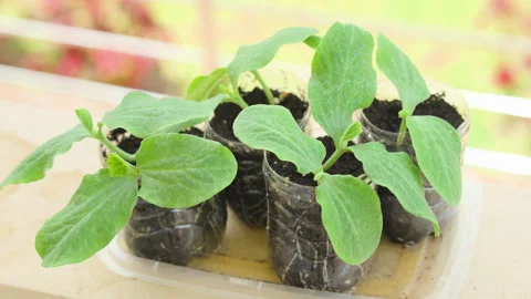 ONE WEEK OLD PUMPKIN PLANT TOP ANGLE 4K C1692 Stock Footage 335337011