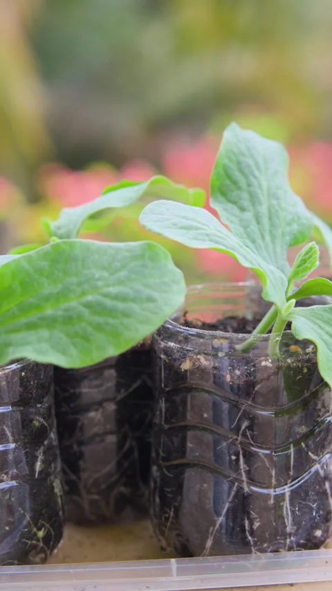 ONE WEEK OLD PUMPKIN PLANT PAN RIGHT CLOSE VERTICAL 4K C1696 Stock Footage 335337061