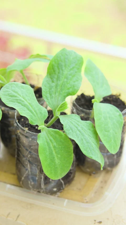 ONE WEEK OLD PUMPKIN PLANT TOP ANGLE VERTICAL 4K C1698 Stock Footage 335337524