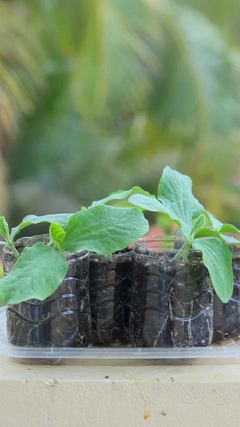 ONE WEEK OLD PUMPKIN PLANT WIDE VERTICAL 4K C1695 Stock Footage 335337660