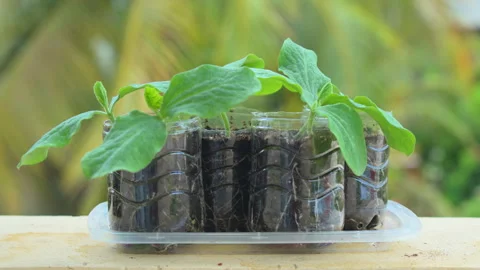 ONE WEEK OLD PUMPKIN PLANT WIDE 4K C1690 Stock Footage 335337681