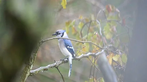 One wet blue jay bird sitting on tree in Virginia during autumn rain Stock Footage 100271664