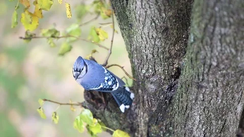 One wet blue jay bird sitting on tree in Virginia during rain high angle view Stock Footage 100271670