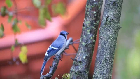 One wet blue jay bird sitting on tree in Virginia during rain flying away Video stock 100271679