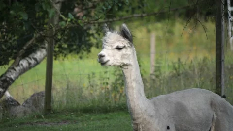 One White Alpaca Standing Looking at Camera and Turns Away, Lama Portrait Vídeos de archivo 211048080