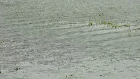 One white and five brown ducks swim across the water. Birds and animals in Stock-Footage 74096325