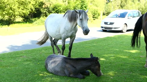 One white and one grey horse by the road at The New Forest Stock Footage 244745557