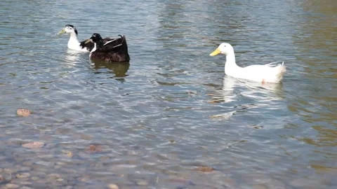 One white and two black and white ducks on the lake Stock Footage 238866057