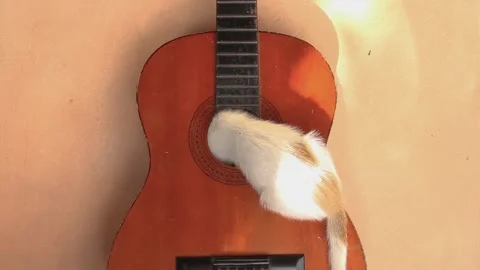 One white and yellow spot baby cat playing in a guitar hole Stock Footage 130613983