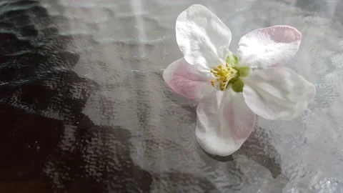 One white blooming aple flower on a glass table Stock Footage 239725080