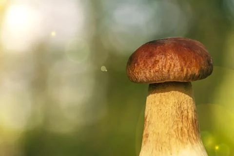 One white bokeh mushroom Stock Photos