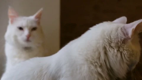One white cat sitting in front of the other, both cats have heterochromia Stock Footage 80368317