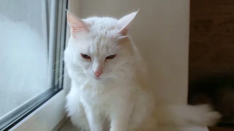 One white cat sitting at the window, unhappy wags its tail Stock Footage 80368368
