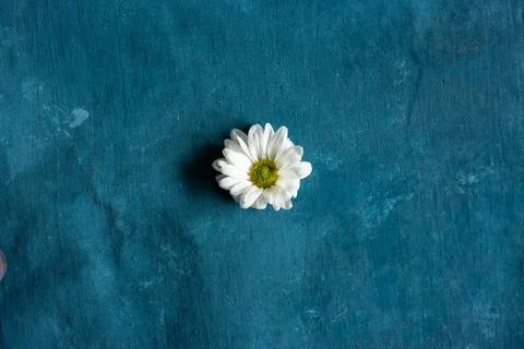 One white chamomile bud on a blue canvas. Stock Photos