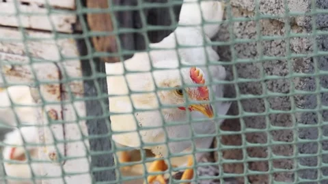 One white chicken stands in a cage and looks around with curiosity. Stock Footage 192824768