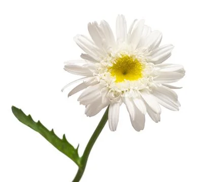 One white daisy flower isolated on white background. Flat lay, top view. Fl.. Stock Photos