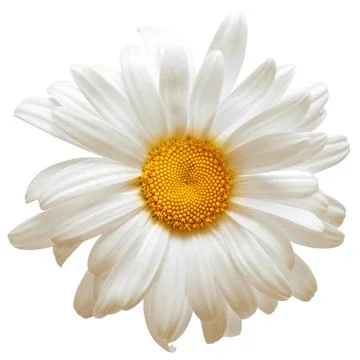 One white daisy flower isolated on white background. Flat lay, top view. Fl.. Stock Photos