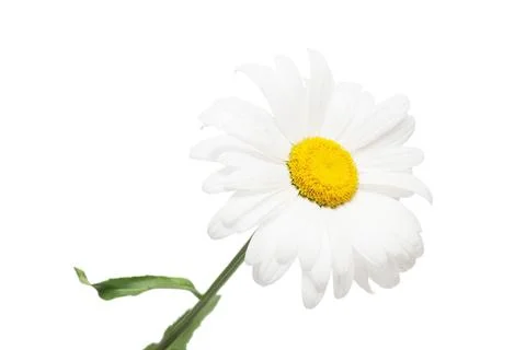 One white daisy flower isolated on white background. Flat lay, top view Stock Photos