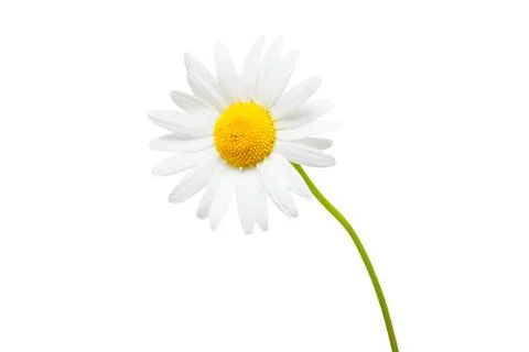 One white daisy flower isolated on white background Stock Photos