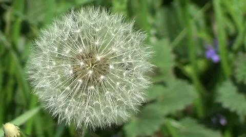 One white dandelion Stock Footage 59878195
