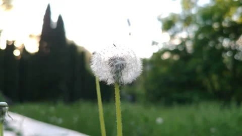 One white dandelion is swaying Video stock 334883544