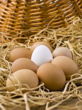 One white egg with brown eggs Stock Photos