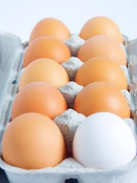 One white egg in the midst of brown eggs Stock Photos