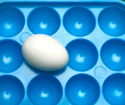 One white egg on a plastic blue egg box Foto stock