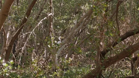 One white Egret perched on limb.  View through twisted mangrove roots green tree Stock Footage 269550189