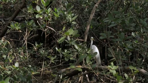 One white Egret perched on limb.  View through twisted mangrove roots green tree Stock Footage 269551044
