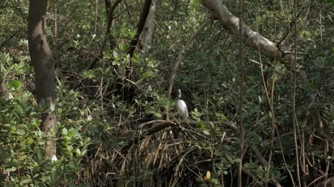One white Egret perched on limb. View through twisted mangrove roots green trees Stock Footage 269551870