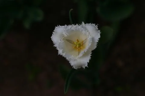 One white flower Stock Photos