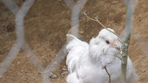 One White Fluffy Hen Seen Through the Fence in Captivity Stock Footage 211444862