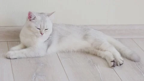 One White gray British cat c lies stretched out on the floor Stock Footage 152873076