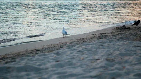 One white gull walks along the beach at sunset, it is driven by a crow Stock Footage 94531584