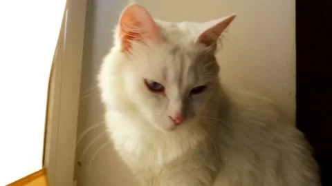 One white heterochromic cat sitting and the Windows against the light, a little Stock Footage 80412293