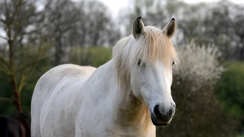 One white horse In the wind. Stock Footage 74830801